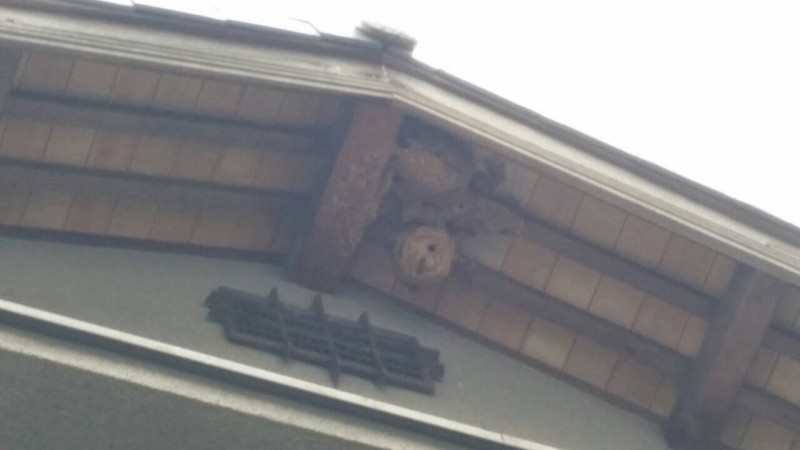 和気でハチ駆除